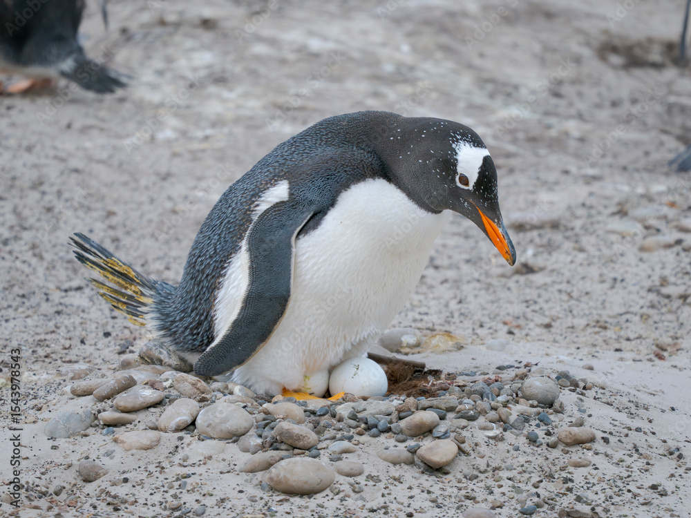 Naklejka premium Gentoo Penguin on nest with egg. South America, Falkland Islands, Saunders Island.