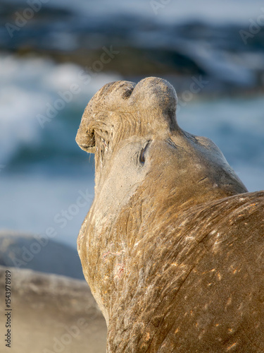 Dominant bull or beach master, threat display. Southern elephant seal during mating season on beach of Sea Lion Island. South America, Falkland Islands.