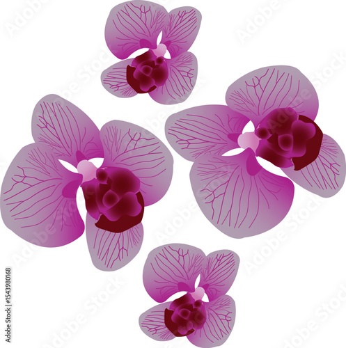 Pink Orchid Flowers on White Background Illustration