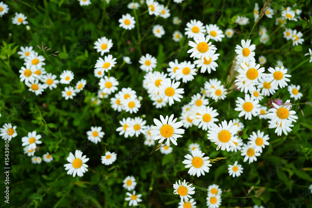 Fototapeta premium Floral background of white ox-eye daisies and grass blades in spring meadow. Seasonal natural sceneriesspring