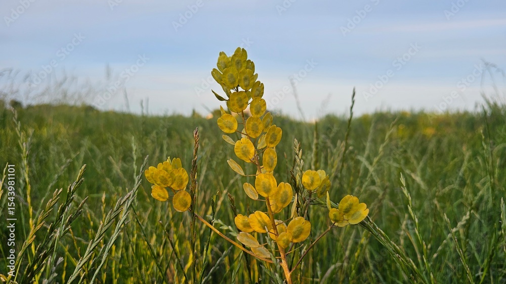 Obraz premium Sweden. Thlaspi arvense, known by the common name field pennycress, is a flowering plant in the cabbage family Brassicaceae. 