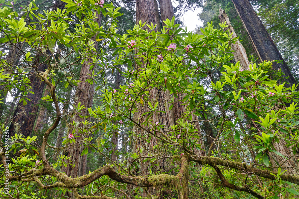 Fototapeta premium USA, California. Del Norte Redwoods State Park springtime with redwoods and rhododendrons