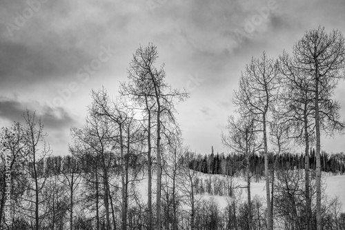 USA, Colorado, Routt County. Steamboat Springs, Aspen trees against a snowy mountainside and cloudy sky photo