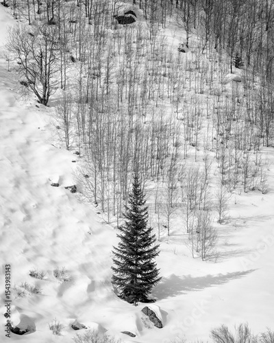 USA, Colorado, Summit County, Frisco. Aspen trees and conifer near Copper Mou...