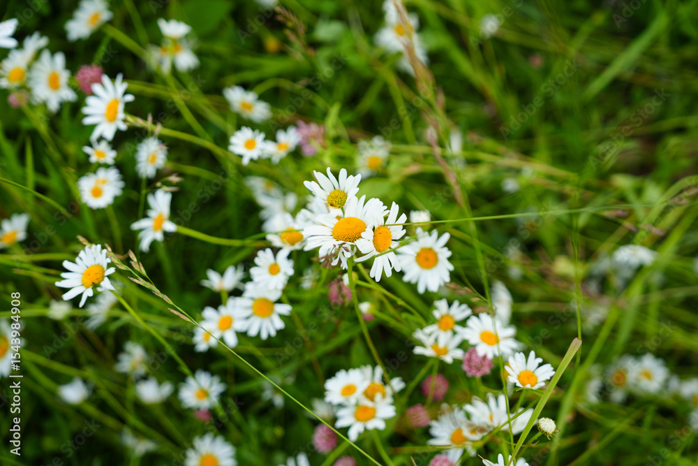 Fototapeta premium Floral background of white ox-eye daisies and grass blades in spring meadow. Seasonal natural sceneriesspring