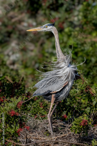 A great blue heron, plumages displayed in a stiff breeze, guards it's nest.