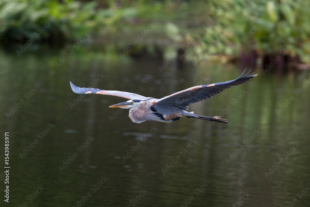 A incoming great blue heron flies gracefully into a rookery in south Florida. A incoming great blue heron flies gracefully into a rookery in south Florida.