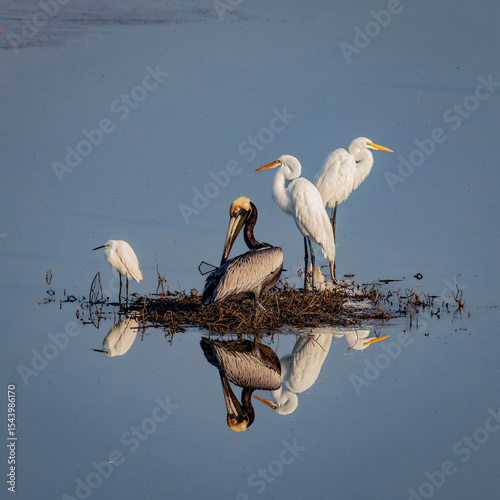 The harmonious reflection of great egrets, a brown pelican and snowy egret over still waters.
