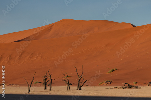 Fototapeta Naklejka Na Ścianę i Meble -  sand dunes in deadvlei