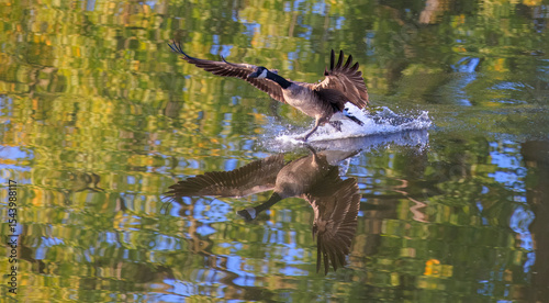 USA, Indiana, Carmel. Canada goose takes off from water.