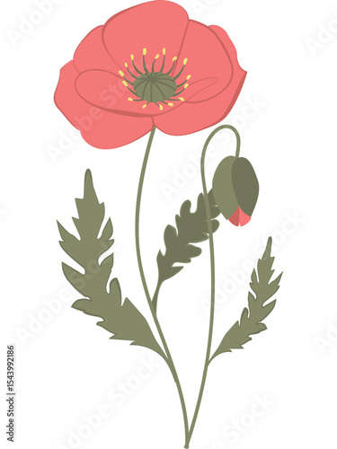 Vector illustration of red poppy flowers with green leaves and buds. Created in a flat, minimalist style.