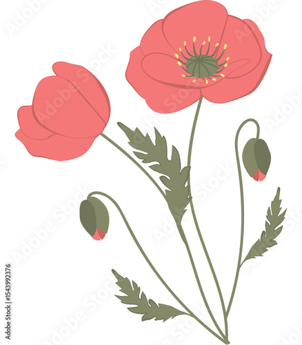 Vector illustration of red poppy flowers with green leaves and buds. Created in a flat, minimalist style. 