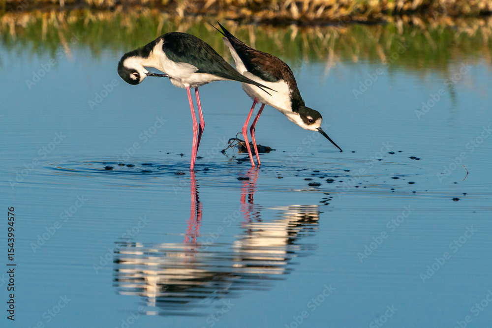 Obraz premium USA, New Mexico. Black-necked stilt in water.