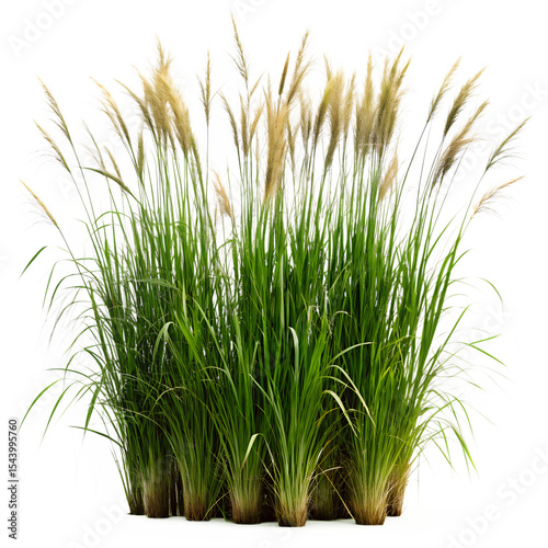 long overgrown wild grass  isolated on transparent background photo