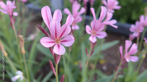 Clarkia amoena (farewell to spring or godetia)  is grown at the nursery