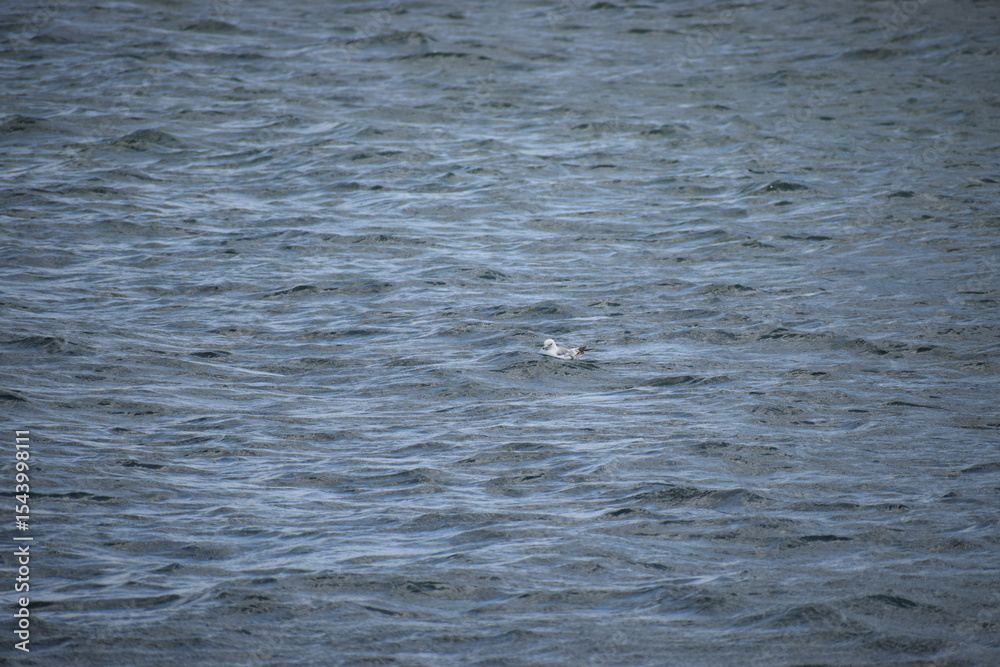 Obraz premium seagull floating in the water in the sea