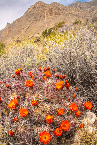 USA, Texas, Guadalupe Mountains National Park. Blooming claret cup cacti.