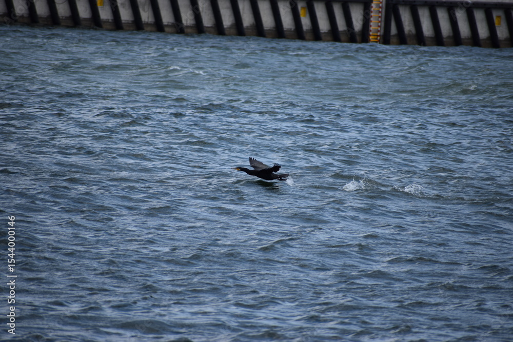 Fototapeta premium beautiful purple flower in the garden