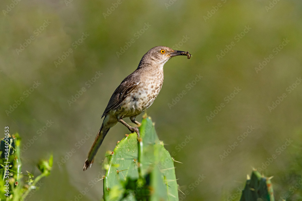 Fototapeta premium USA, Texas, Hidalgo, Curve-billed thrasher with invertebrate