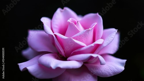 Lavender Roses Backdrop: Festive Atmosphere