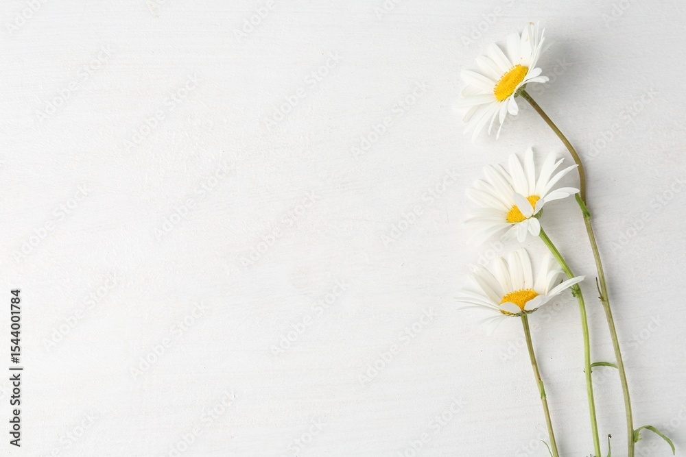 Obraz premium Beautiful chamomile flowers on white wooden table, flat lay. Space for text