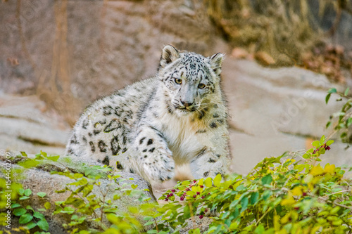 USA, Utah. Captive snow leopard, Hogle Zoo, This endangered cat is native to high altitude in the Mountains of Central Asia