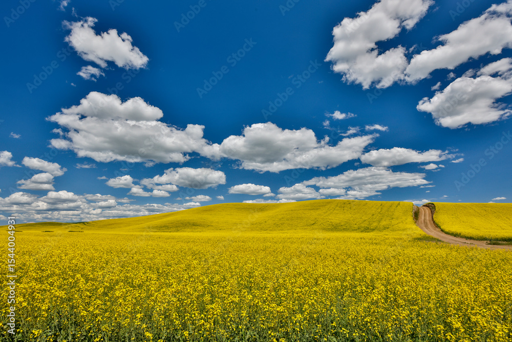 Fototapeta premium USA, Washington State, Palouse. Dirt road cutting through canola field