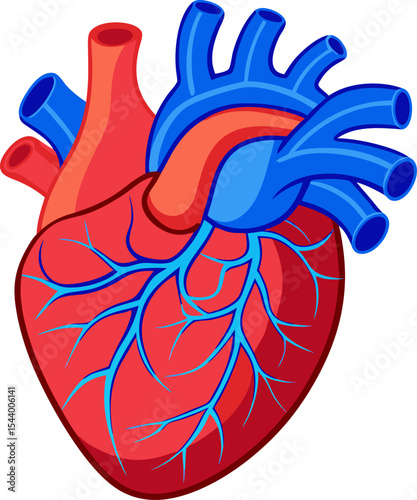 human heart anatomy