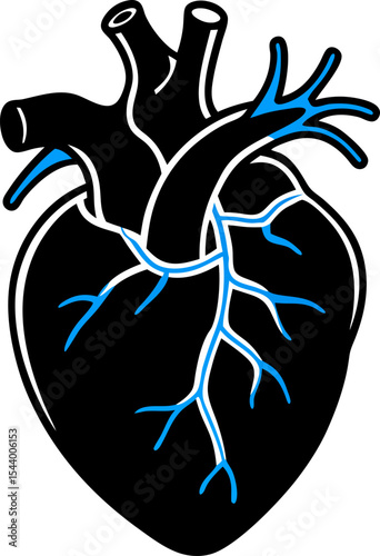 vector image of a human heart anatomy