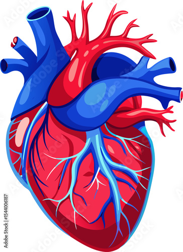 anatomy of human heart