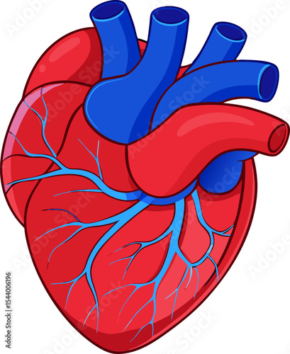 human heart with blood
