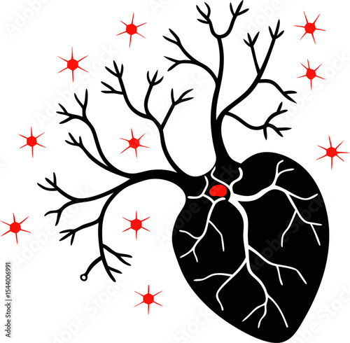 human heart anatomy model