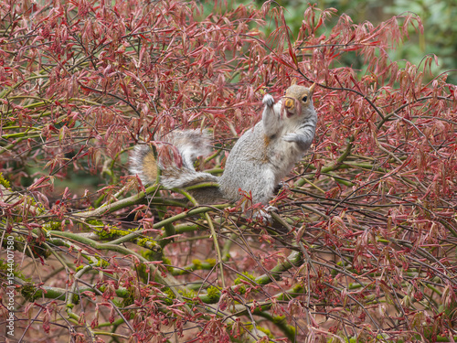 Washington State. Western gray squirrel in lace leaf maple tree eating new leaf shoots