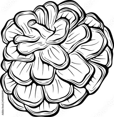Detailed pine cone. Natural forest element. Vector illustration in hand drawn doodle sketch style. Line art isolated on white for coloring book, print