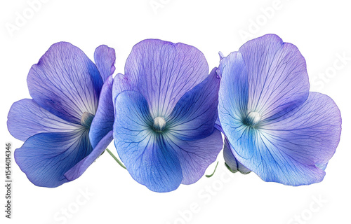 Blue butterfly pea flower isolated on transparent background. Generative AI.