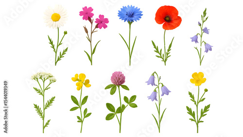 Wildflowers Pack: Vibrant Meadow Blooms Isolated on Transparent Background PNG
