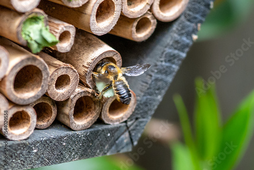 Leaf cutter solitary bee closing nest in wooden bee hotel