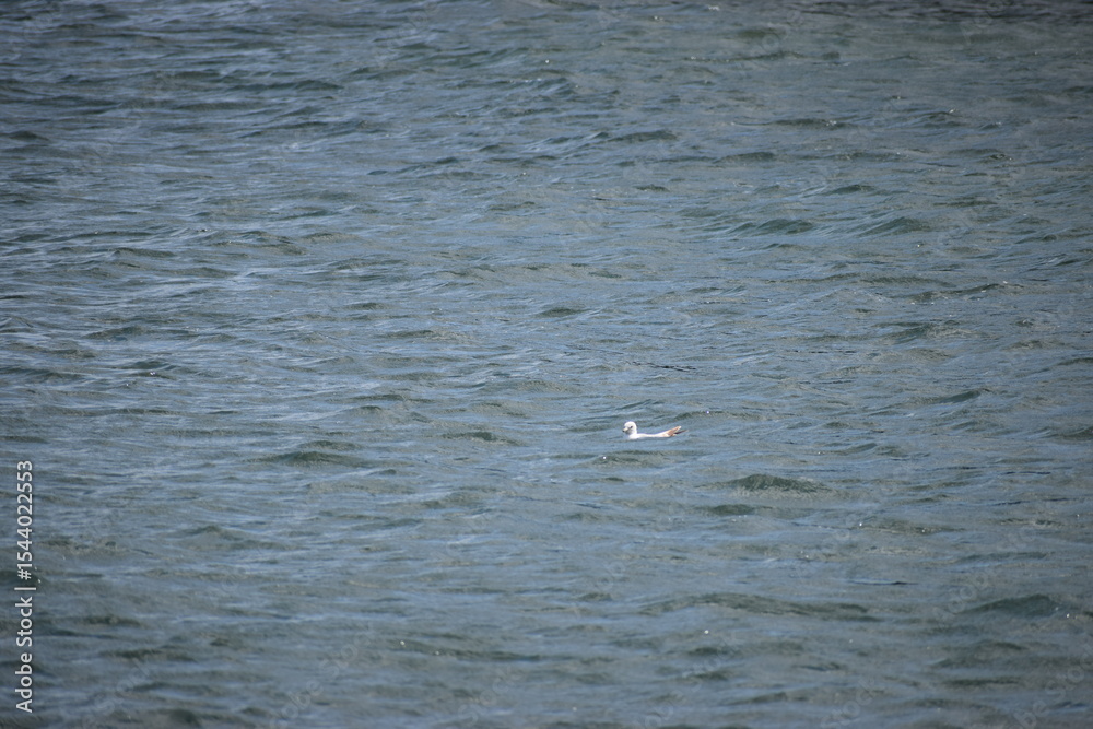Fototapeta premium seagull on the water