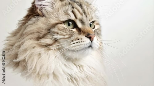 Elegant brown tabby cat with green eyes gazes into the distance on a clean white background, showcasing its fluffy fur and alert expression.