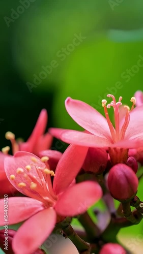 Macro shot of small vivid pink flowers with prominent stigmas and stamens against a soft focus bright green background, in bloom.