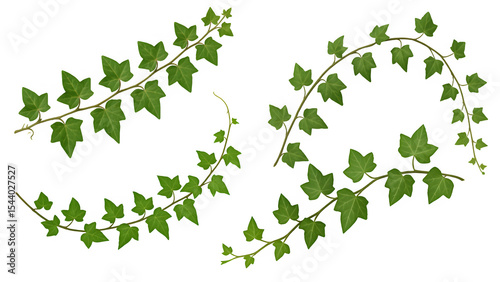 Ivy Vine Isolated on Transparent Background (Green Leaf, Foliage, Climbing, Nature, Botanical, Evergreen, Decorative)