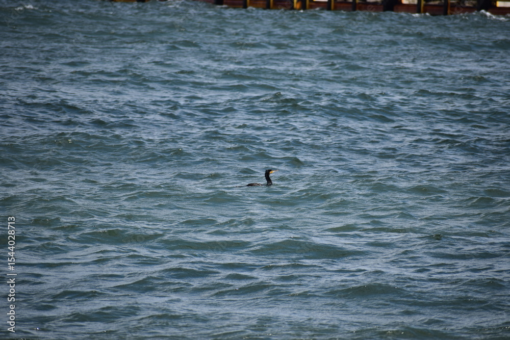 Fototapeta premium seagull in the ocean