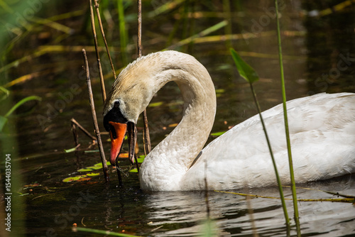 Fototapeta Naklejka Na Ścianę i Meble -  Swan