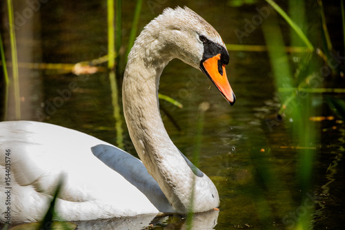 Fototapeta Naklejka Na Ścianę i Meble -  Swan