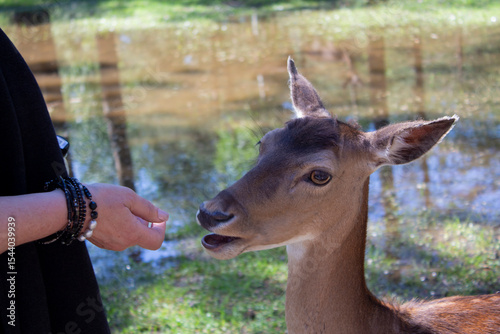 Female hand offering food to a young fawn. Animal in its natural habitat. Woman and deer on the background of a forest lake.