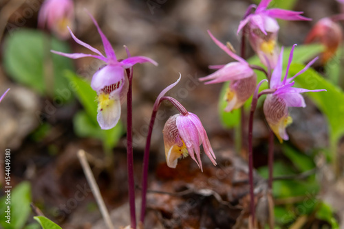 Photos Tiny pink flowers of Calypso bulbosa, known as the calypso orchid, fairy slipper or Venus's slipper