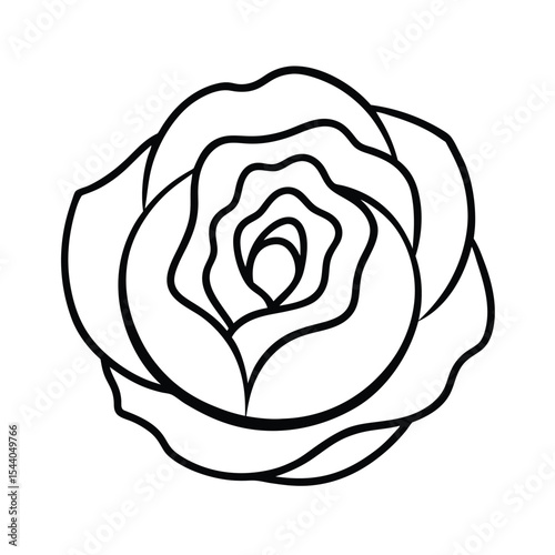purple cabbage spiral leaf in fine line format Vector illustration