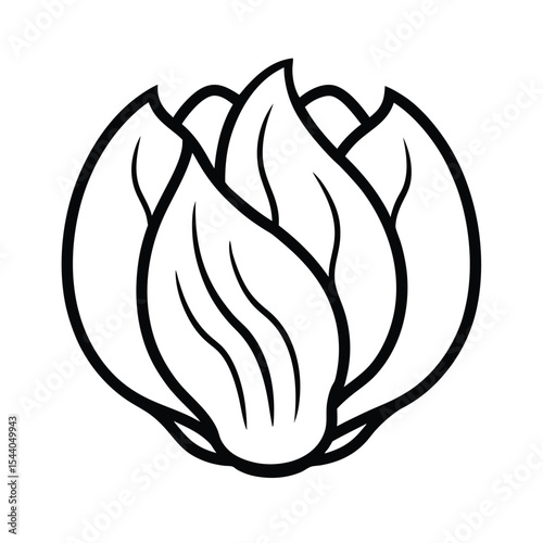radicchio leaf folds in flowing line artwork Vector illustration
