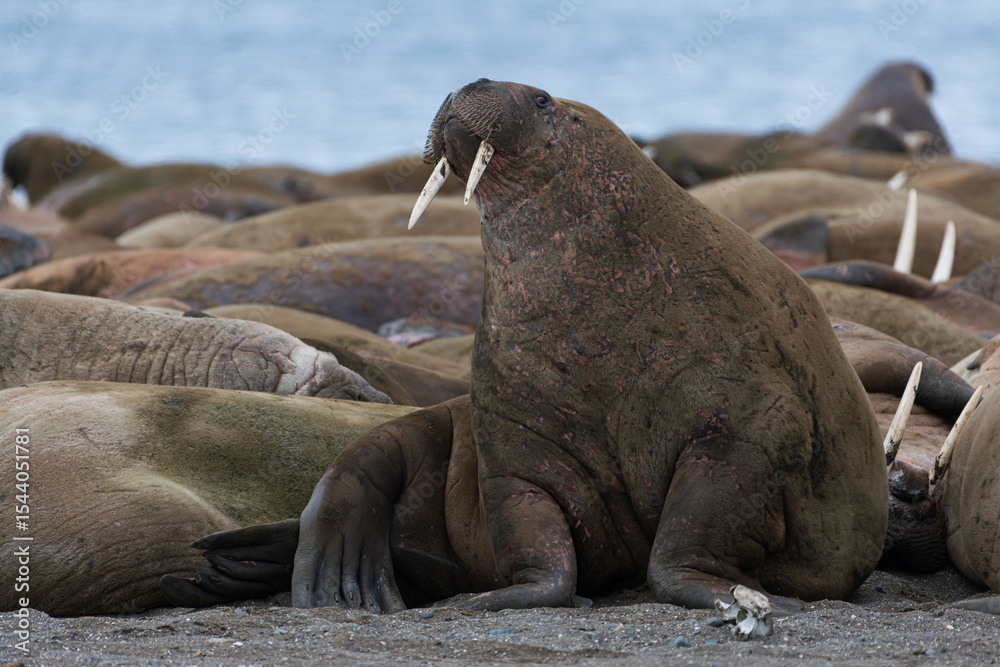 Walrus in arctic Svalbard Walrus in arctic Svalbard