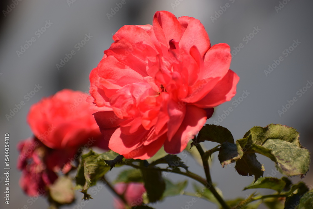 Fototapeta premium red hibiscus flower